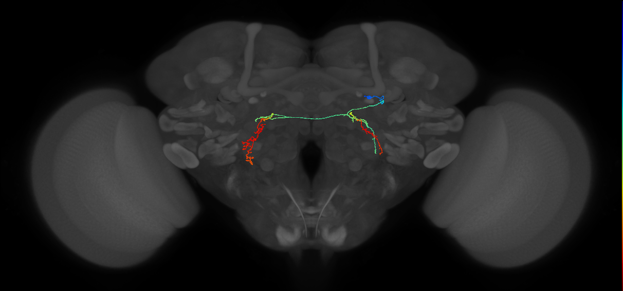 PS087_R (MaleCNS:145719)
