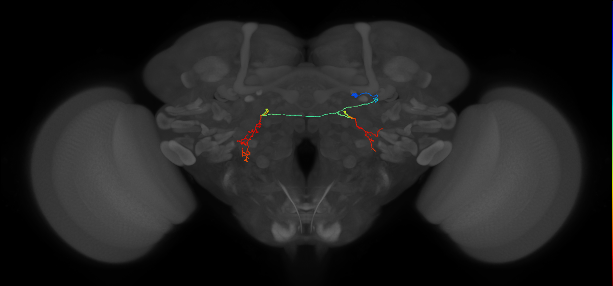 PS087_R (MaleCNS:175831)