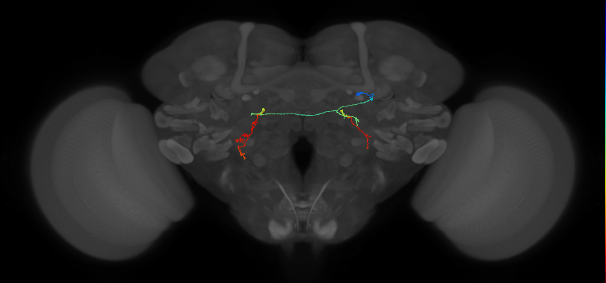 PS087_R (MaleCNS:181056)