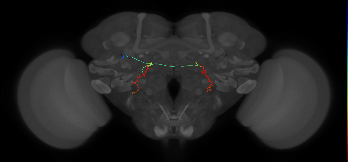 PS087_L (MaleCNS:104499)