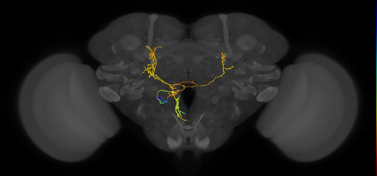 PS097_L (MaleCNS:559918)