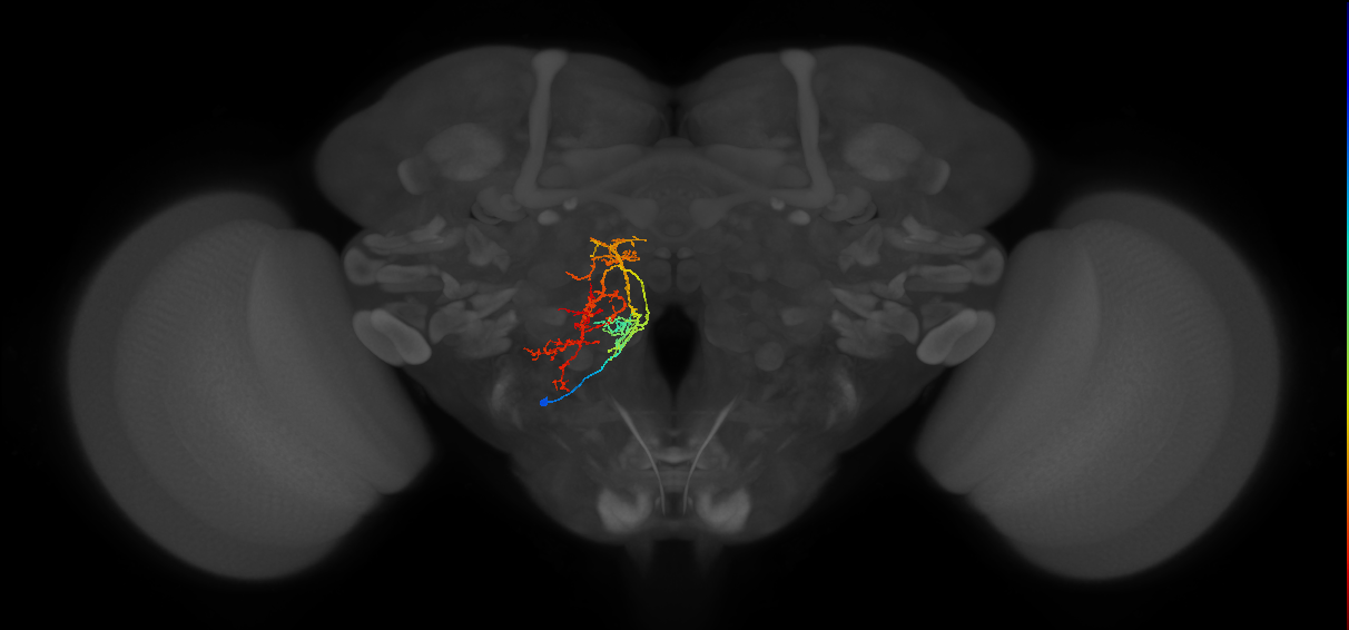 adult VESa1 lineage neuron