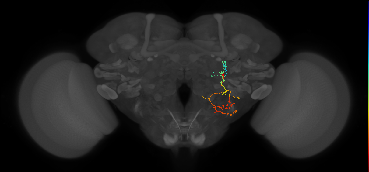 adult PSp1 lineage neuron