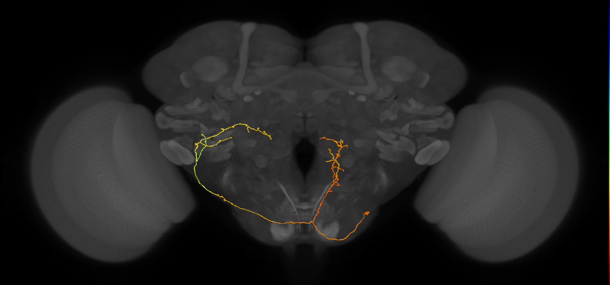 NB6-2 lineage neuron