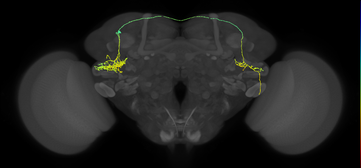 PVLP008_a3_L (MaleCNS:513560)