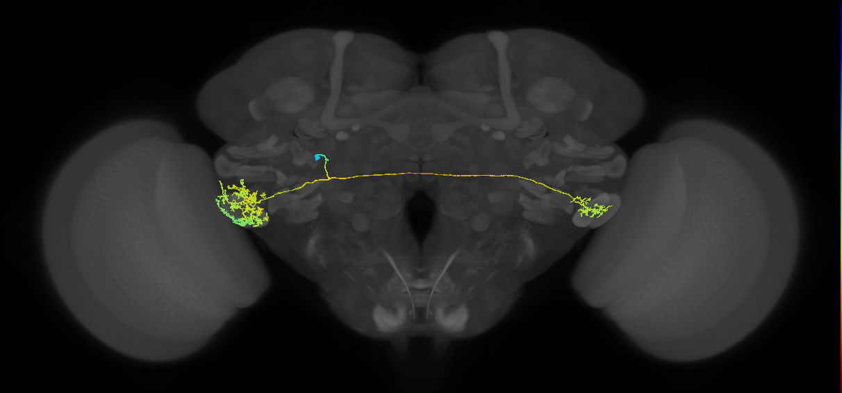 DALv1 lineage neuron