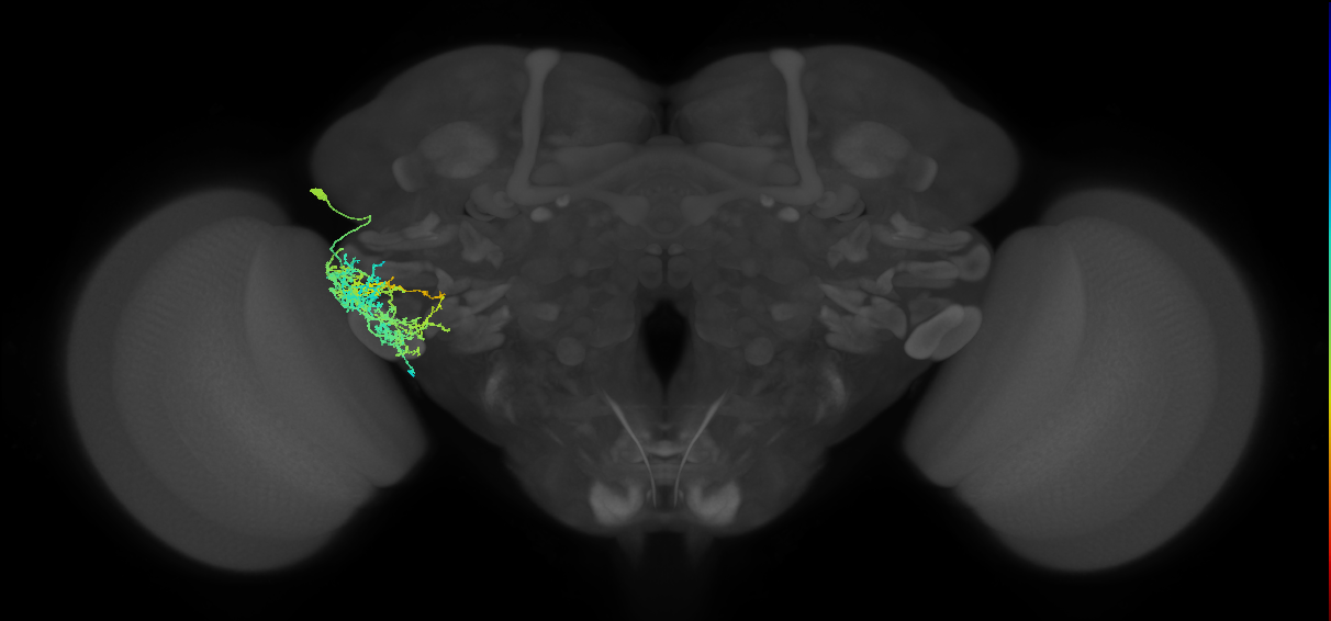 PVLP080_b_L (MaleCNS:96238)