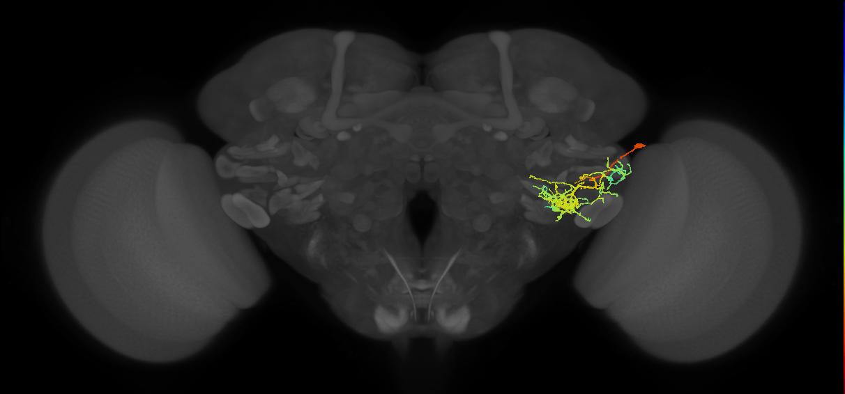 PVLP111_R (MaleCNS:22212)