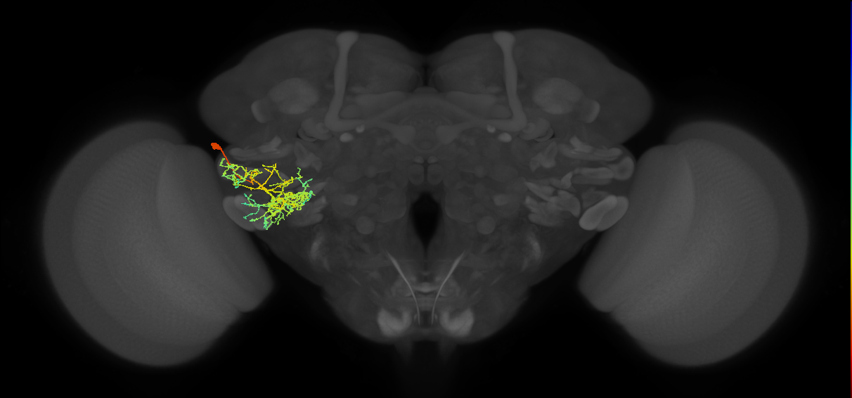 PVLP111_L (MaleCNS:524364)