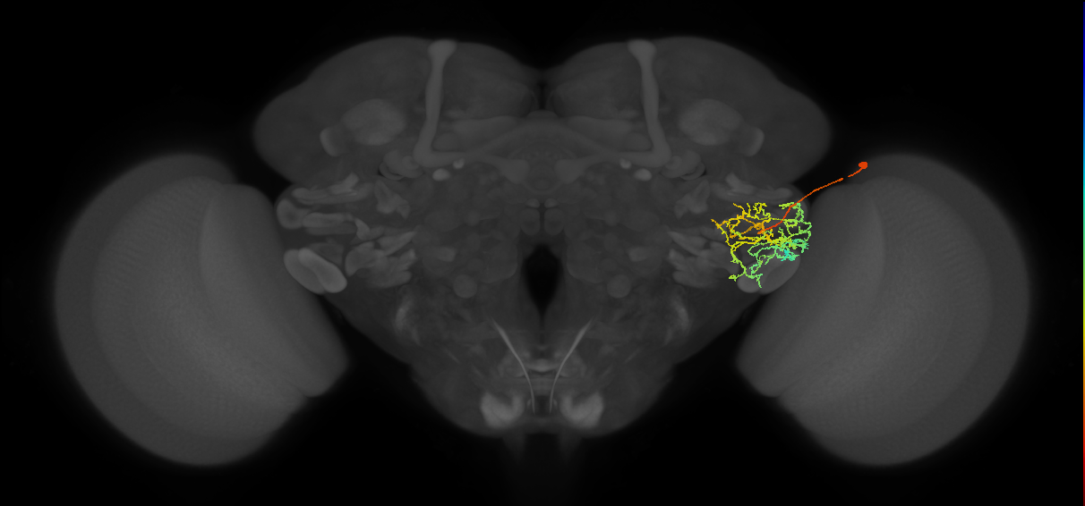 PVLP112_R (MaleCNS:39284)