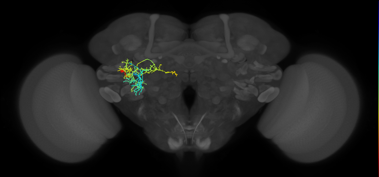 PVLP131_L (MaleCNS:23956)