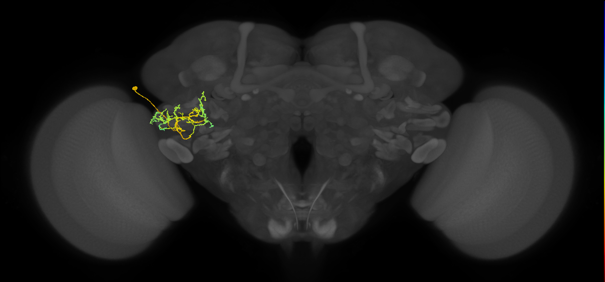 PVLP133_L (MaleCNS:38585)