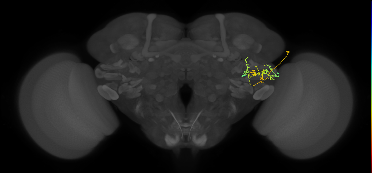 PVLP133_R (MaleCNS:38918)