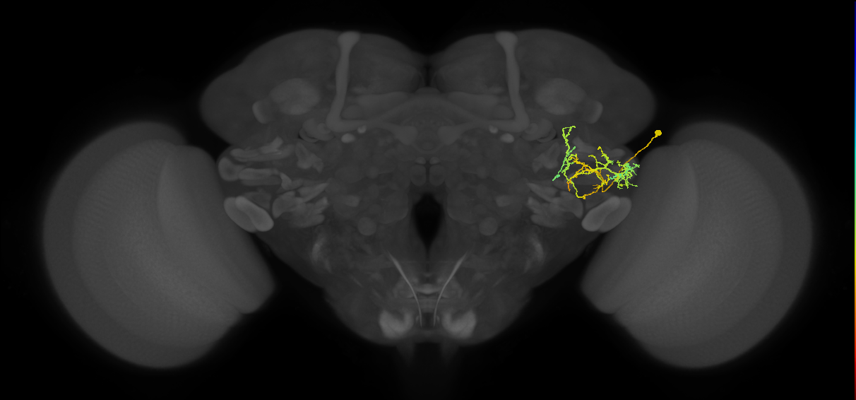 PVLP133_R (MaleCNS:39477)
