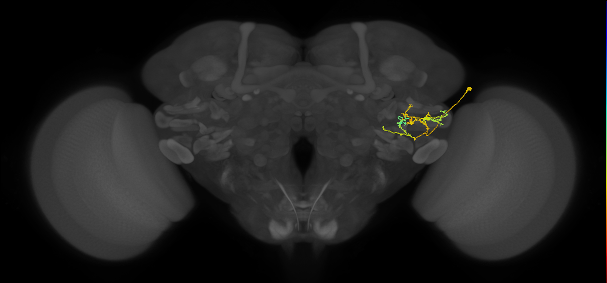 PVLP133_R (MaleCNS:50279)