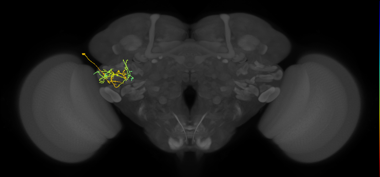 PVLP133_L (MaleCNS:42547)