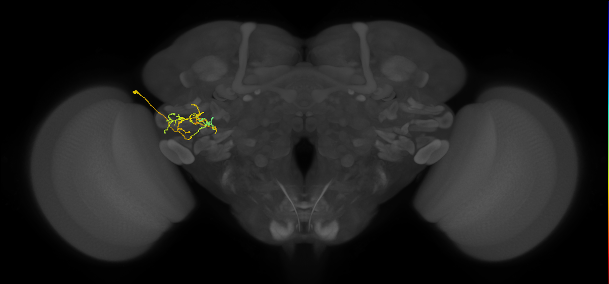 PVLP133_L (MaleCNS:99794)