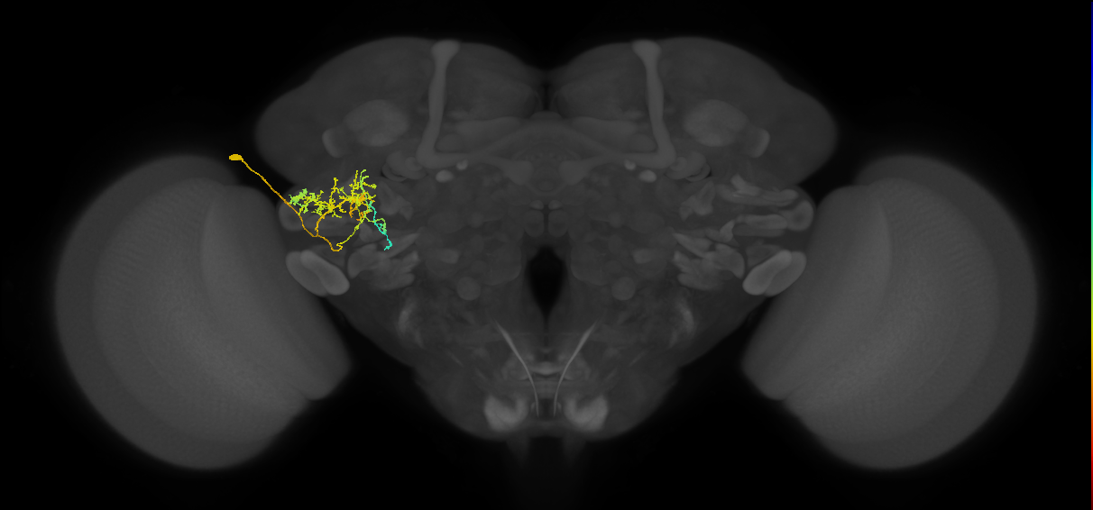 PVLP133_L (MaleCNS:41593)