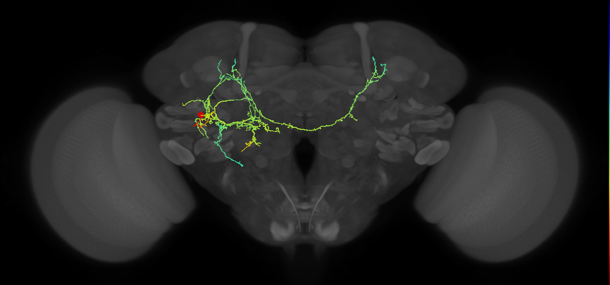 PVLP204m_L (MaleCNS:513029)