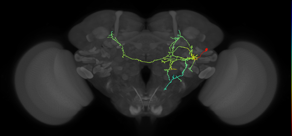 PVLP204m_R (MaleCNS:22778)
