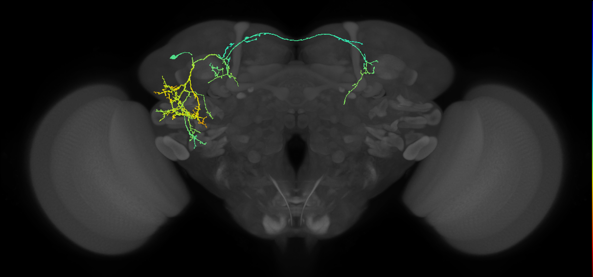 PVLP205m_L (MaleCNS:531558)