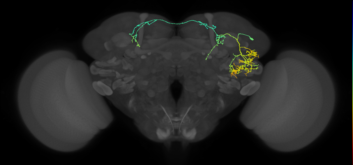 PVLP205m_R (MaleCNS:21663)