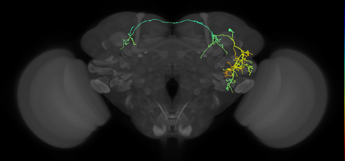 PVLP205m_R (MaleCNS:162673)