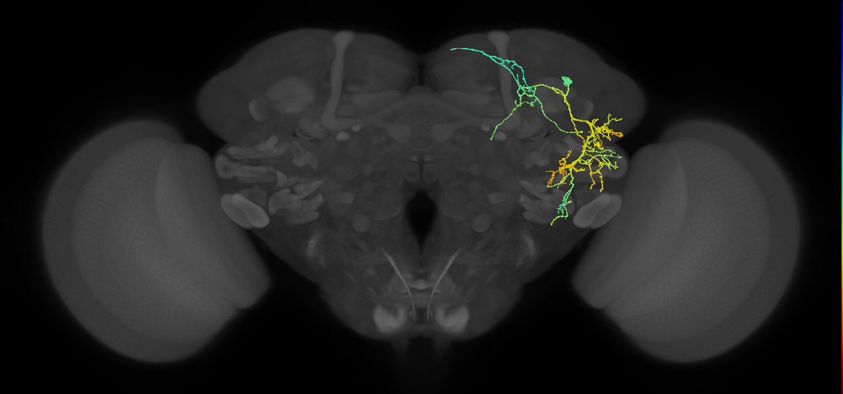 adult SLPad1 lineage neuron