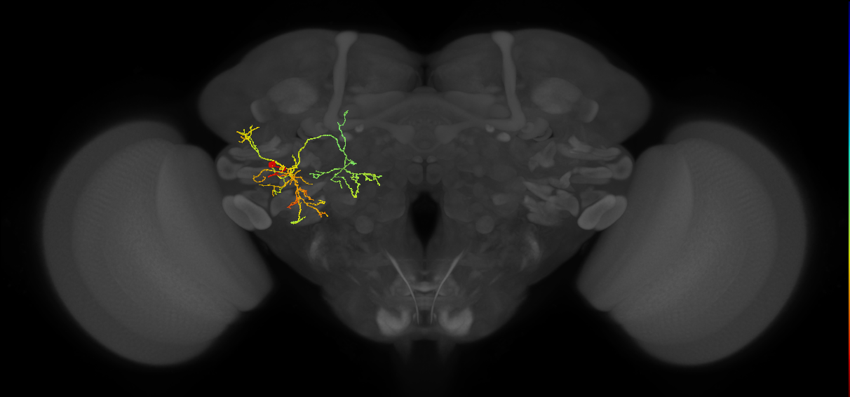 PVLP207m_L (MaleCNS:570588)