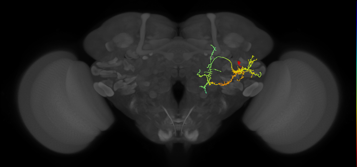 PVLP207m_R (MaleCNS:23942)
