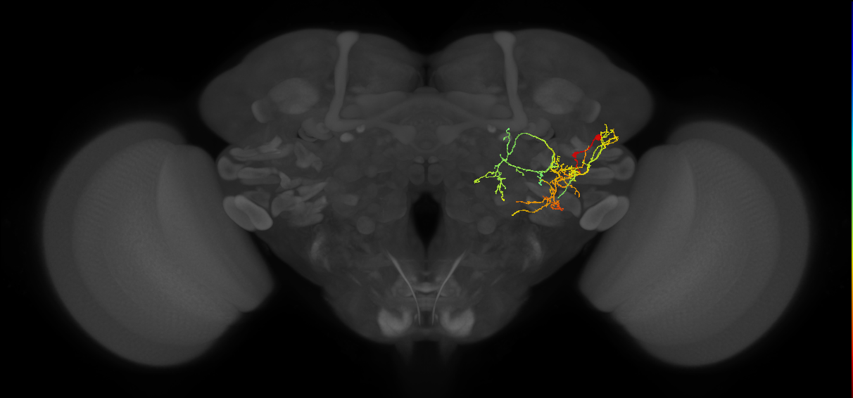 PVLP207m_R (MaleCNS:535180)