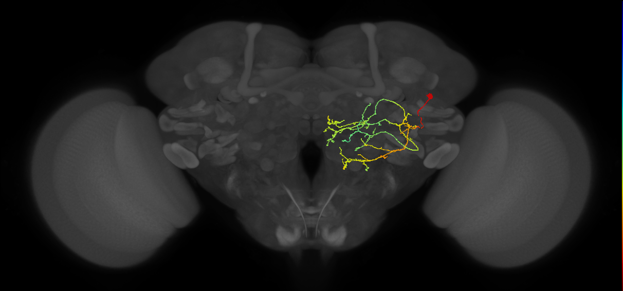 PVLP209m_R (MaleCNS:77876)
