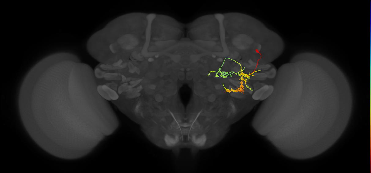 PVLP213m_R (MaleCNS:15374)