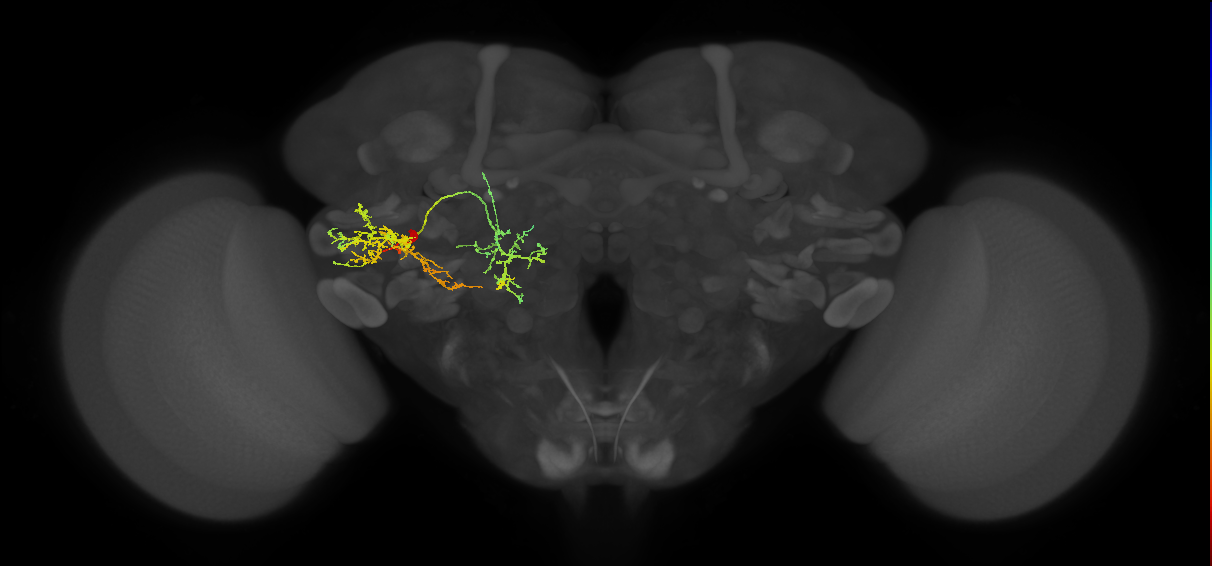 PVLP214m_L (MaleCNS:107613)