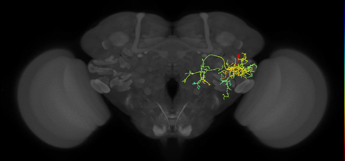 PVLP214m_R (MaleCNS:25278)