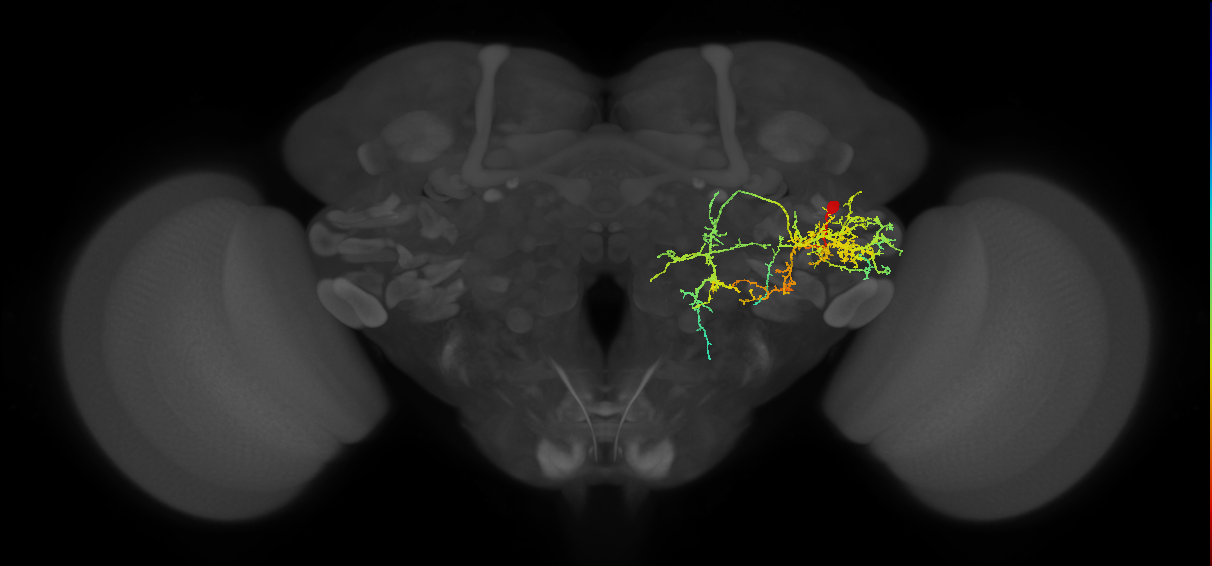 PVLP214m_R (MaleCNS:18195)