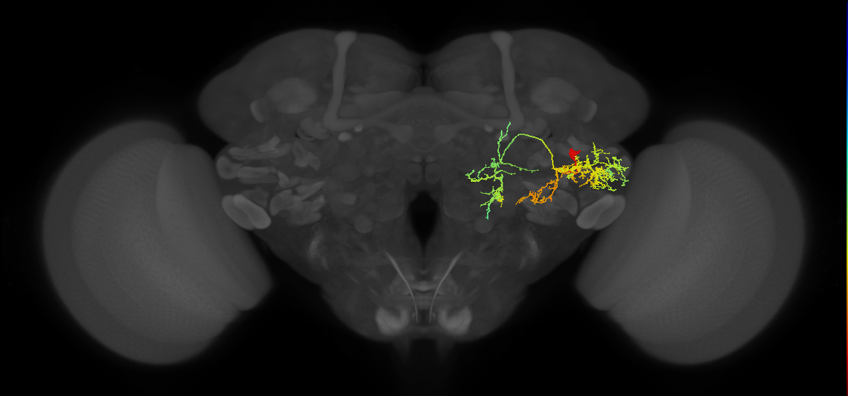PVLP214m_R (MaleCNS:21629)