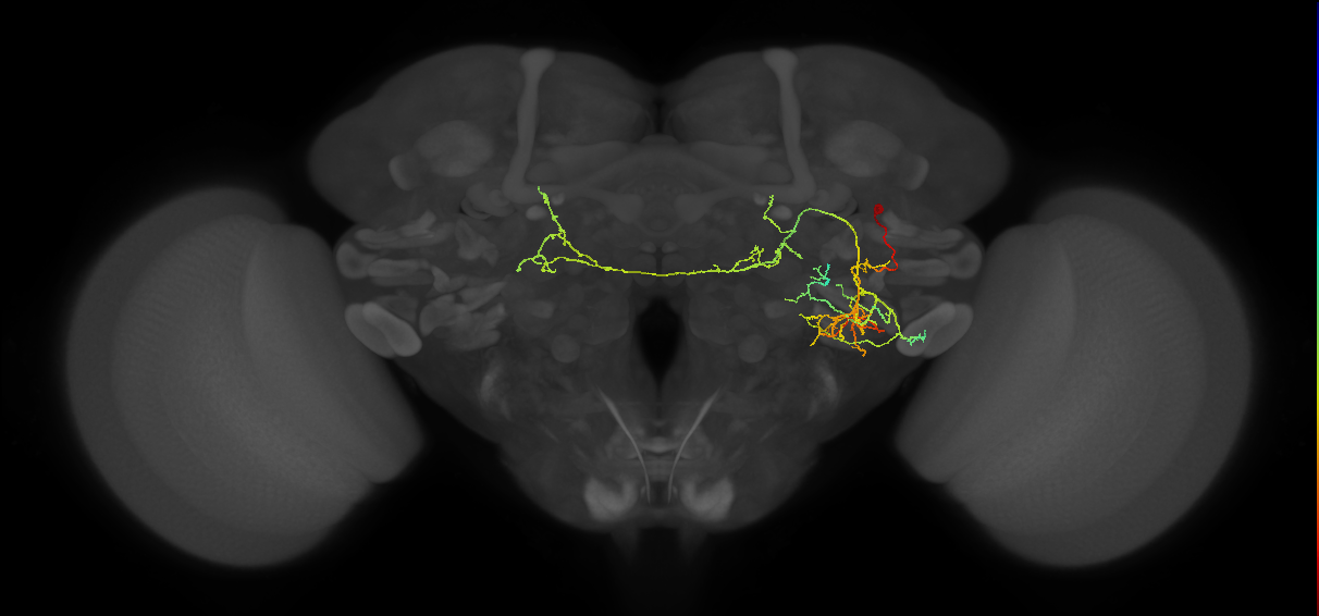 PVLP216m_R (MaleCNS:27619)