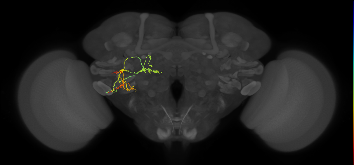 PVLP216m_L (MaleCNS:64651)