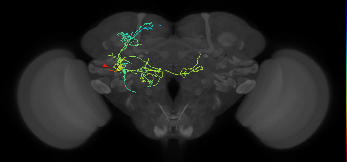 PVLP217m_L (MaleCNS:517098)