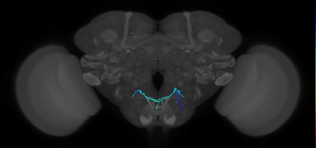 PhG13_R (MaleCNS:517257)
