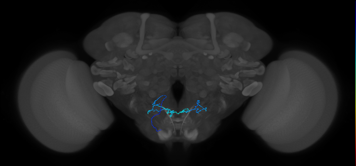 PhG15_L (MaleCNS:529229)