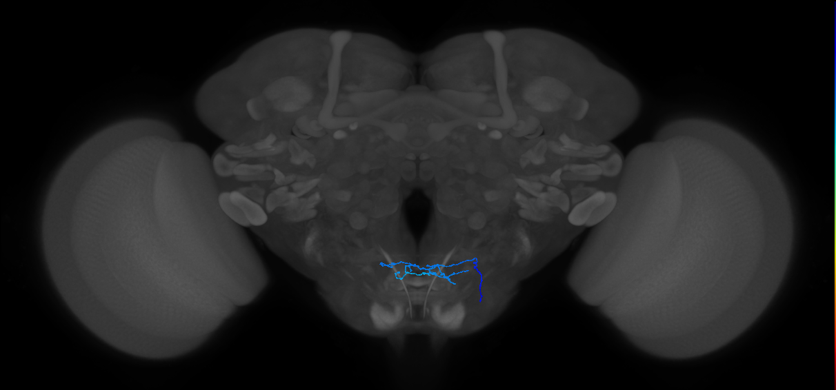 PhG2_R (MaleCNS:128051)