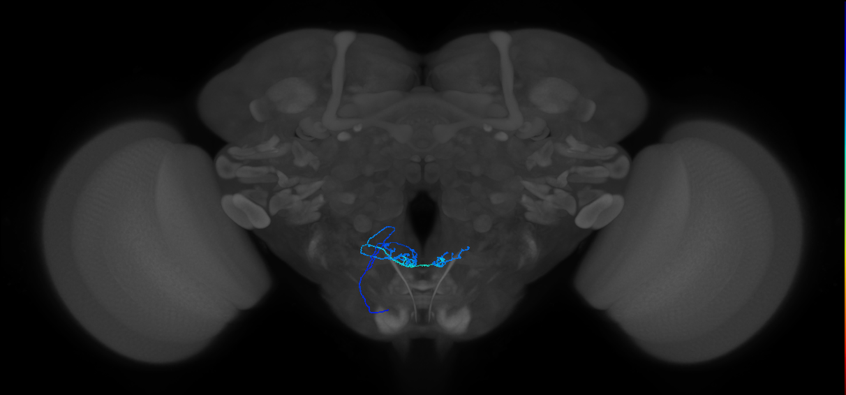 PhG4_L (MaleCNS:512914)