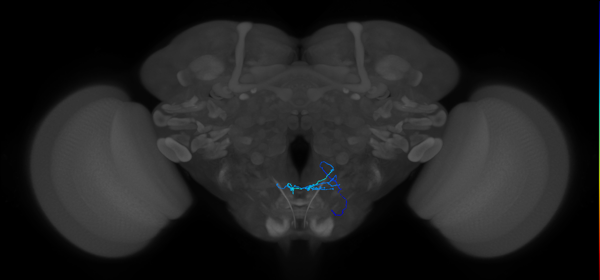 PhG7_R (MaleCNS:162773)