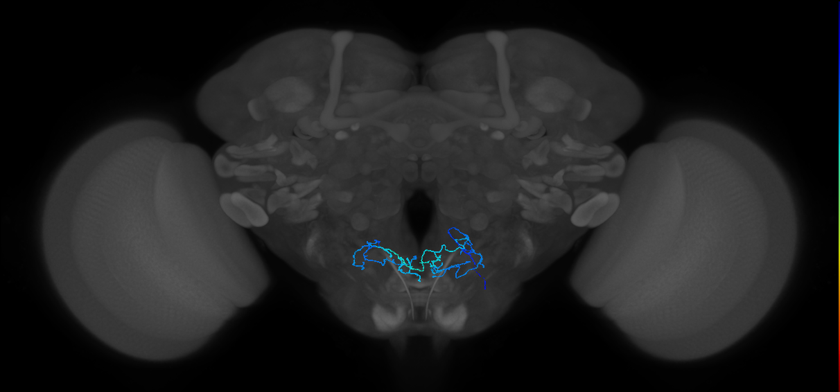 PhG8_R (MaleCNS:522755)