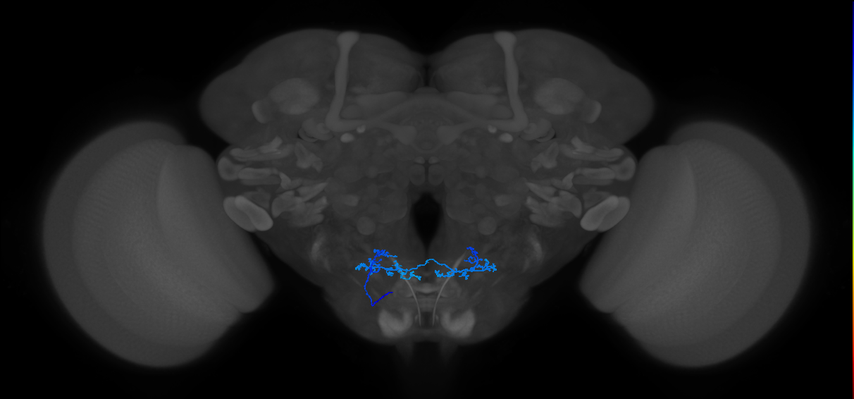 gustatory receptor neuron of the adult pharynx