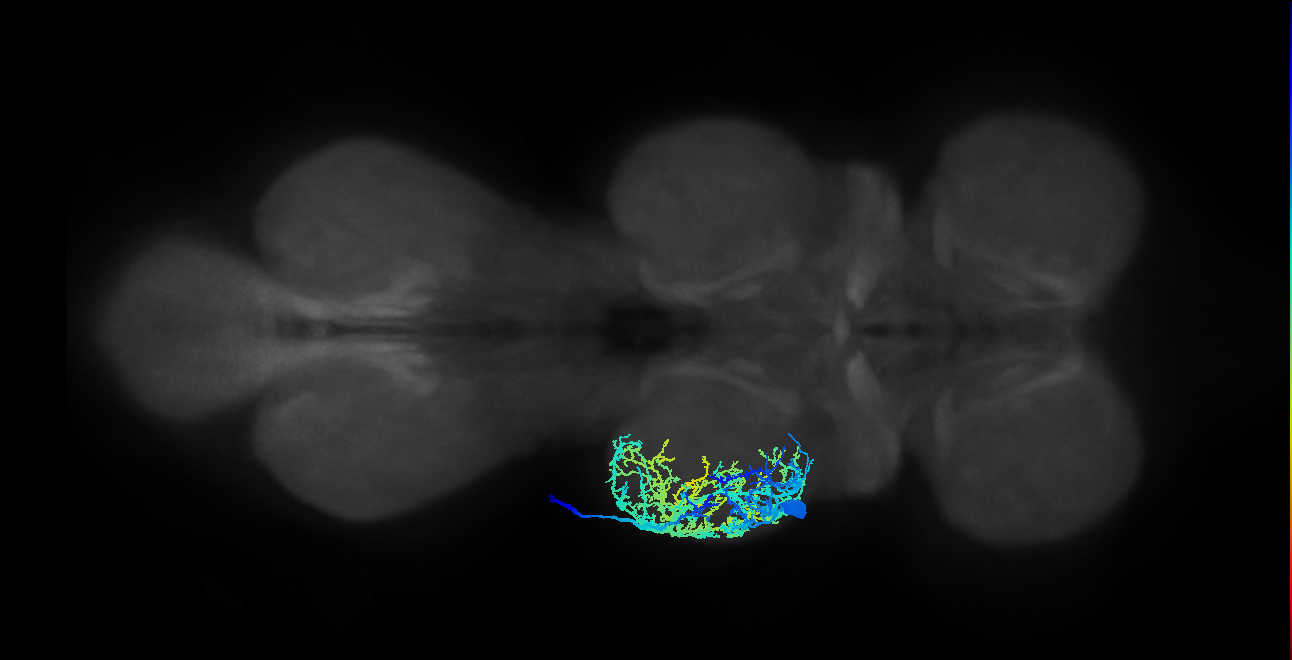 Pleural remotor/abductor MN_L (MaleCNS:800541)