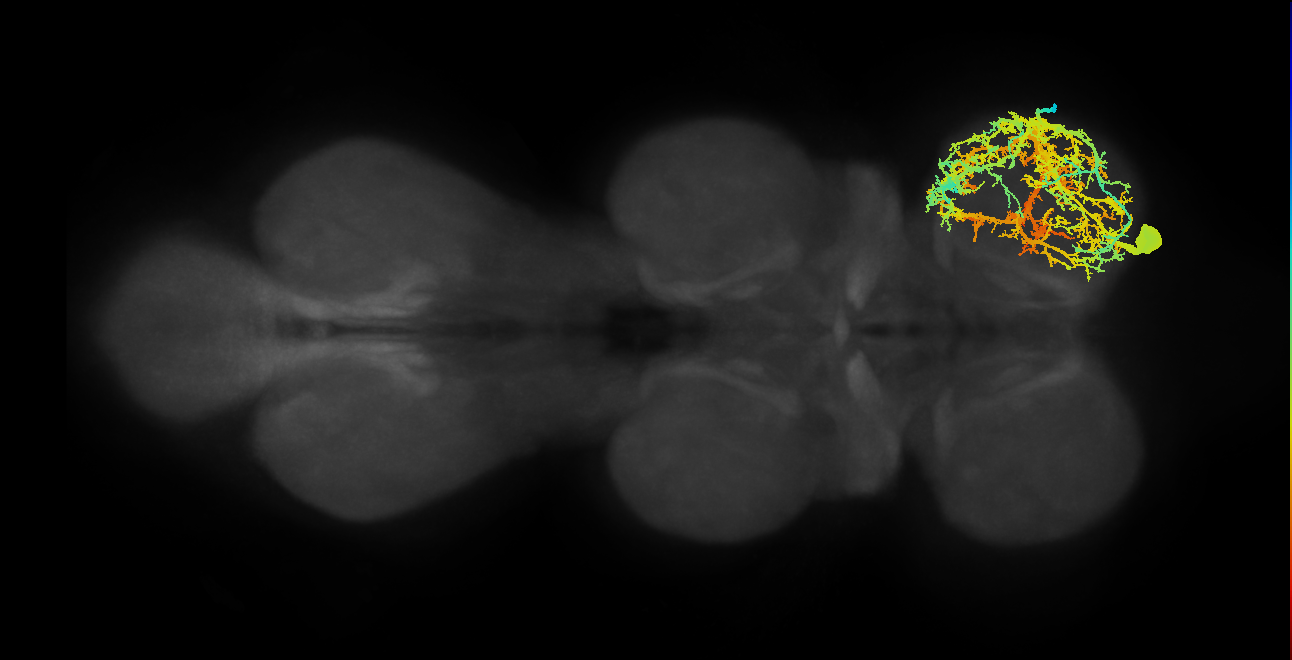 prothoracic pleural remotor and abductor muscle motor neuron