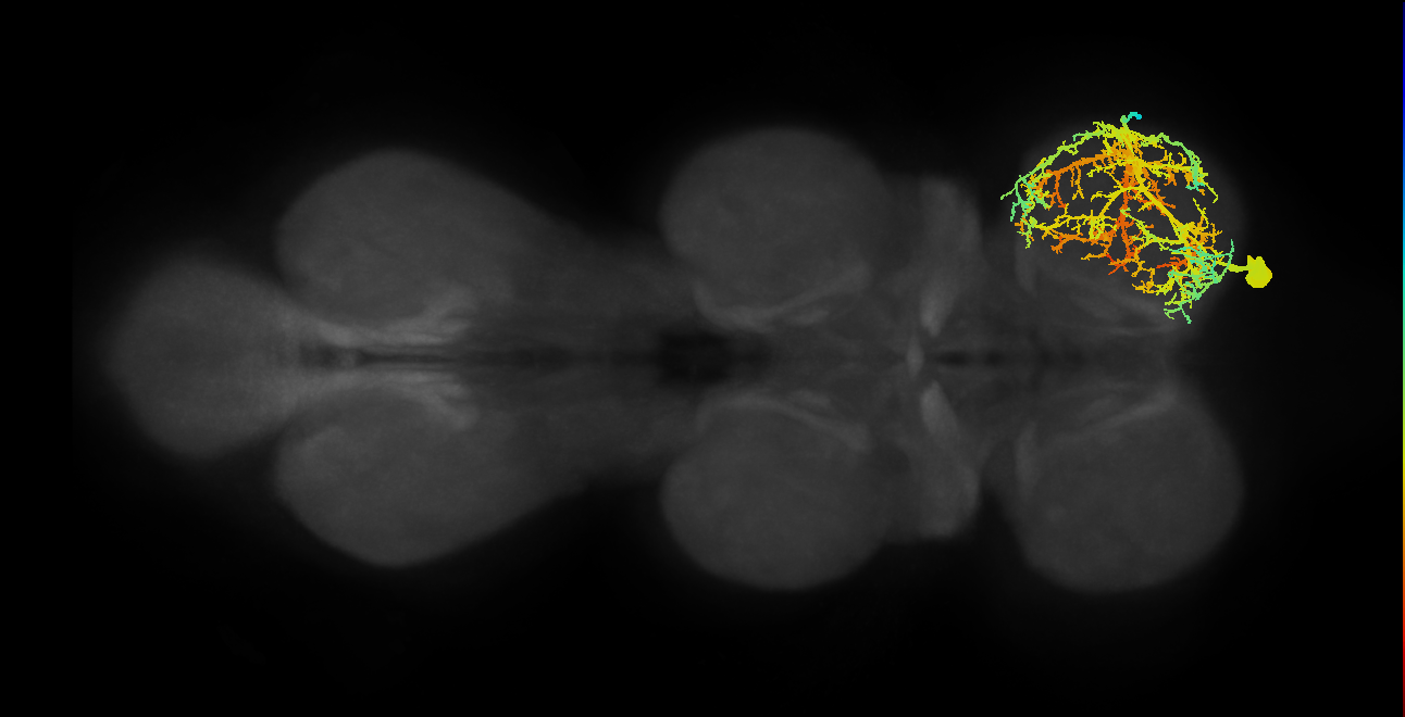 pleural remotor motor neuron